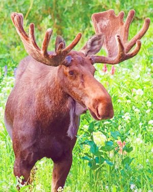 Alaska Moose Paint By Numbers