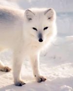 Arctic Fox Paint By Numbers