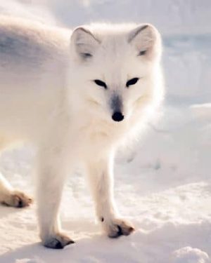 Arctic Fox Paint By Numbers