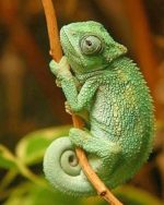Green Chameleon Paint By Numbers