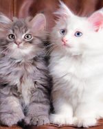 White And Grey Kitties Paint By Numbers