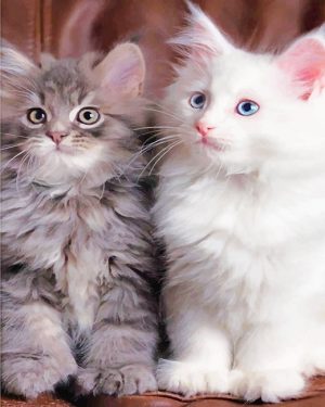 White And Grey Kitties Paint By Numbers