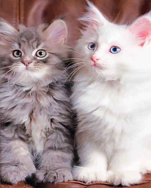 White And Grey Kitties Paint By Numbers