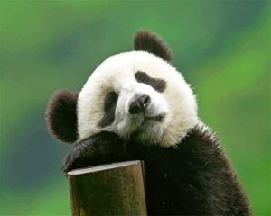 Sleepy Panda Bear Paint By Numbers