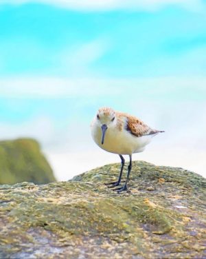 Sandpiper Bird Paint By Numbers
