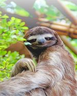 Cute Sloth Paint By Numbers