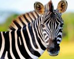 Wild Zebra Paint By Numbers