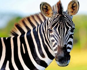 Wild Zebra Paint By Numbers