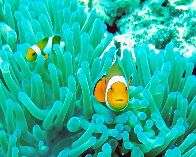 Clown Fish In Coral Reef Paint By Numbers
