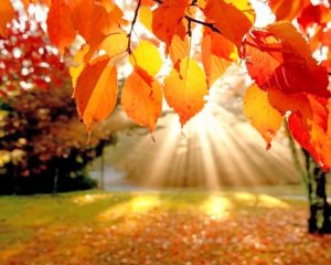 Fall Leaves Paint By Numbers