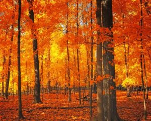 Autumn Forest Trees Paint By Numbers