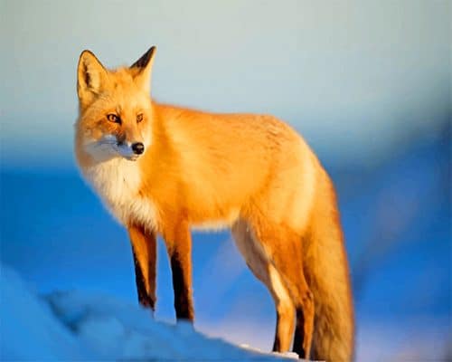 Fox Wildlife Paint By Numbers