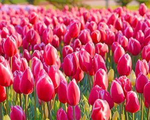 Pink Tulips Field Paint By Numbers