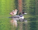 Loon And Duckling Paint By Numbers