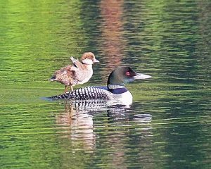 Loon And Duckling Paint By Numbers