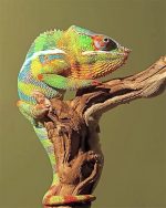 Green Chameleon NEW Paint By Numbers