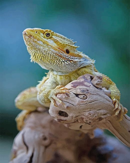 Iguana Reptile Paint By Numbers