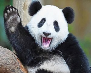 Happy Panda Paint By Numbers