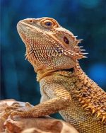Lizard Bearded Agama NEW Paint By Numbers