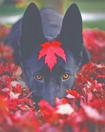 Lovely Black Dog NEW Paint By Numbers