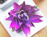 Purple Succulent Paint By Numbers
