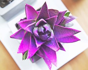 Purple Succulent Paint By Numbers