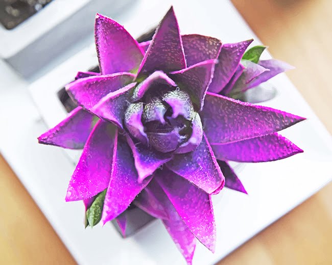 Purple Succulent Paint By Numbers