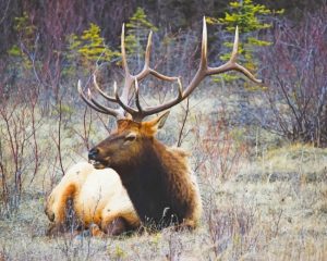 Wildlife elk Paint By Numbers