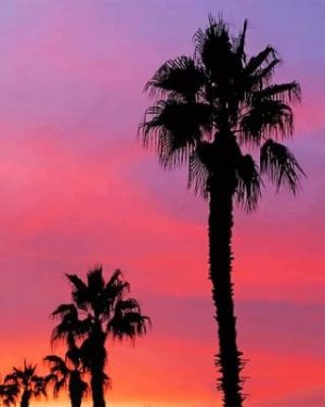 Palms Silhouette Paint By Numbers