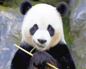 Panda Bear Paint By Numbers