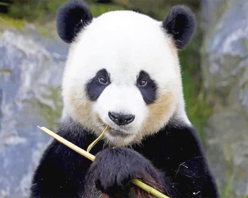Panda Bear Paint By Numbers