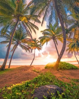 Tropical Paradise Paint By Numbers