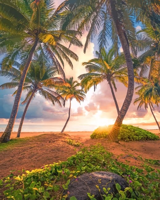 Tropical Paradise Paint By Numbers