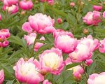 Pink Herbaceous Peony Paint By Numbers