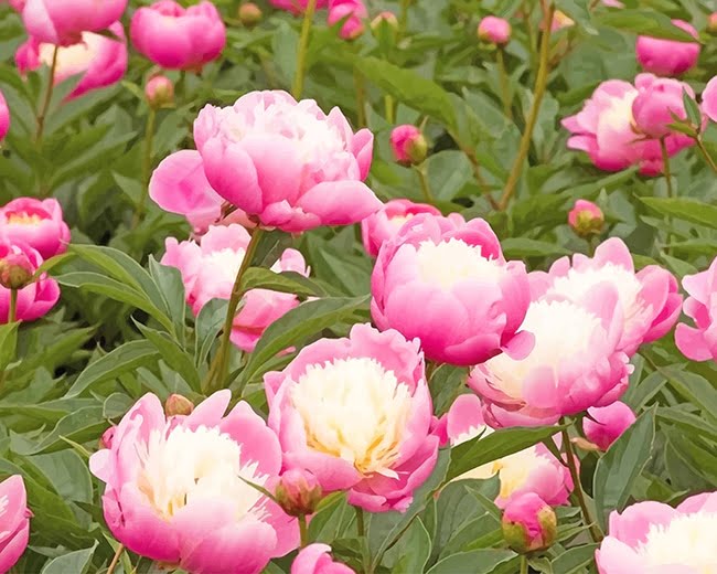 Pink Herbaceous Peony Paint By Numbers