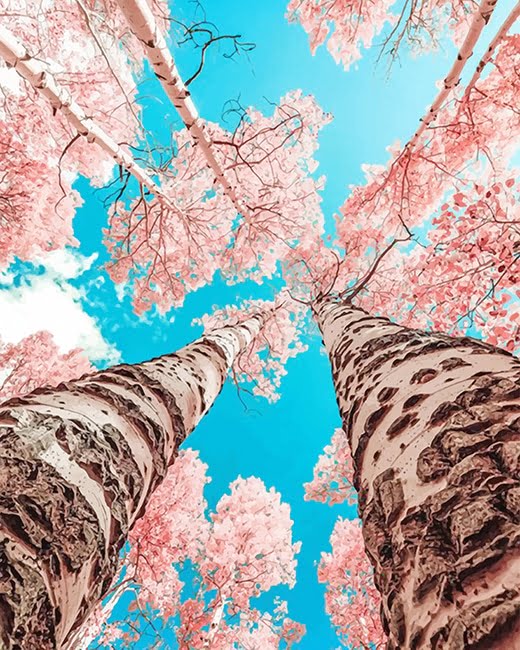 Cherry Blossom Trees Paint By Numbers