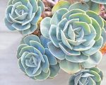 Succulents Plant Paint By Numbers