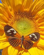Butterfly On Sunflower Paint By Numbers