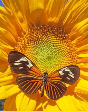 Butterfly On Sunflower Paint By Numbers