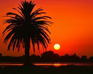 Laguna Palm Sunset Paint By Numbers