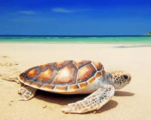 Turtle On The Beach Paint By Numbers