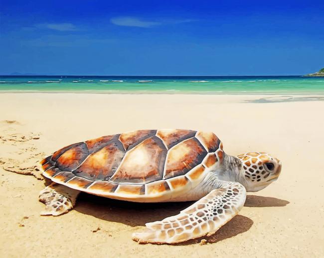 Turtle On The Beach Paint By Numbers