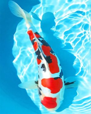 White And Red Koi Fish Paint By Numbers