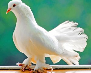 White Pigeon Bird Paint By Numbers