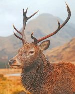 Red Deer Paint By Numbers