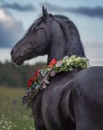 Black Horse paint by number