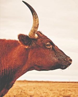 Ankole Watusi Cattle Paint By Numbers