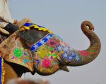 Colored elephant paint by numbers