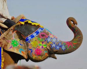 Colored elephant paint by numbers