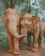 Jungle Elephants Paint By Numbers